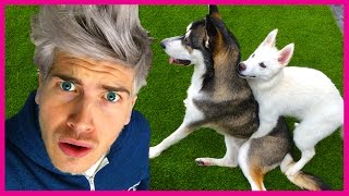 MY DOGS ARE GAY!