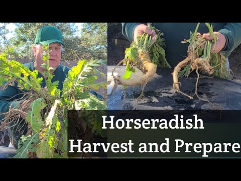 ホースラディッシュ（収穫と準備）