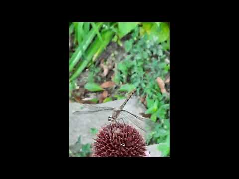 World Hold On For Lovin'-MCDJLH