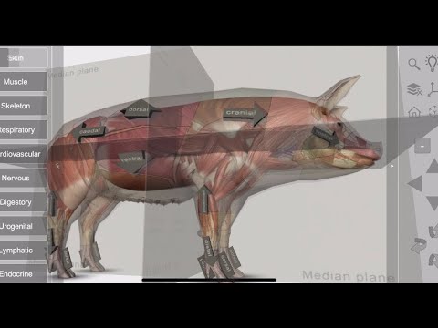 3D Pig Anatomy Video