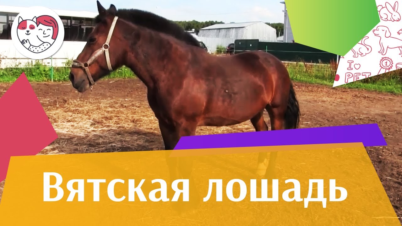 Вятская лошадь на ilikepet