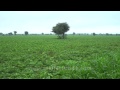 Massive green fields: Sonkhaliya in Rajasthan ...