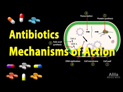 Antibiotics - Mechanisms of Action, Animation