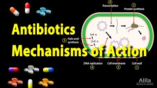 Antibiotics - Mechanisms of Action Animation