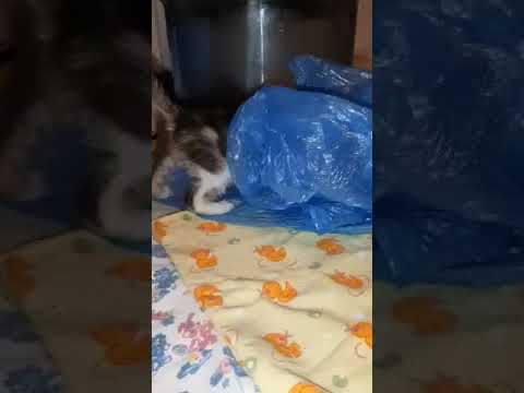 помощь животным инвалидам ПРИЮТ ДАЙ ЛАПУ ДРУГ.ЗА