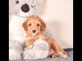Cavapoo dogs for sale: Smitty - Video 1
