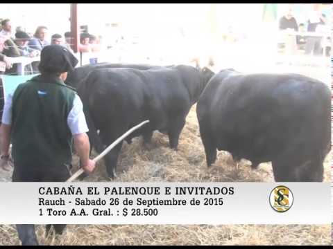 26-09-15 Venta de Toros - Cabaña El Palenque - Rauch.