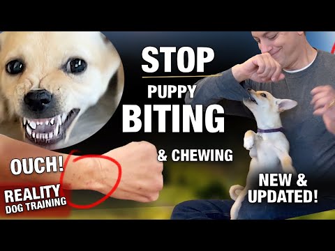 How to STOP The PUPPY BITING & CHEWING MACHINE! Reality Dog Training