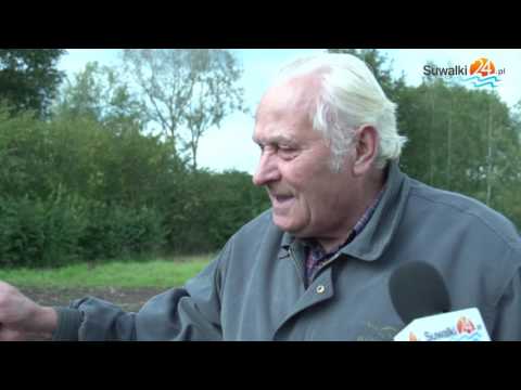 Plony trafiają do piwnic. Purchawki jak dynie Plony trafiają do piwnic. Purchawki jak dynie