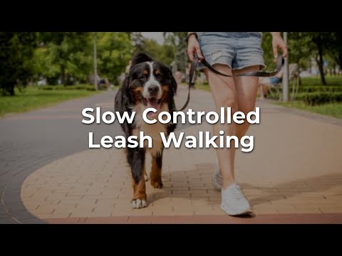 Slow, Controlled Leash Walking – Video Slow, Controlled Leash Walking - Video
