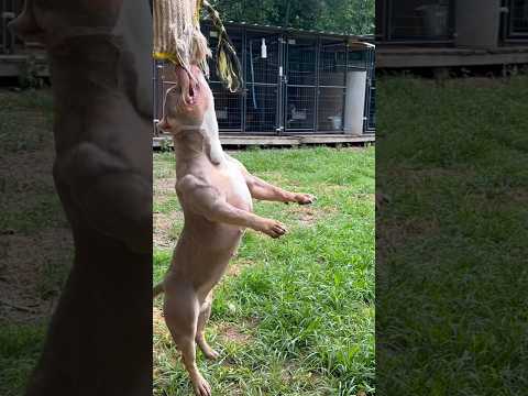 😳 People EATER!!! 😤 #Aliza Of SSKK #dogs #sskk #fyp #viral