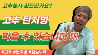 고추 농사에서 제일 중요한  탄저병과 칼슘부족 예방 알려드리겠습니다.