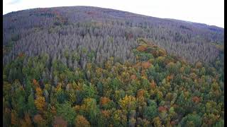 Hubsan x4 501s pro . sick forest, all grey trees are gone Germany, nortrhein Westfalia.