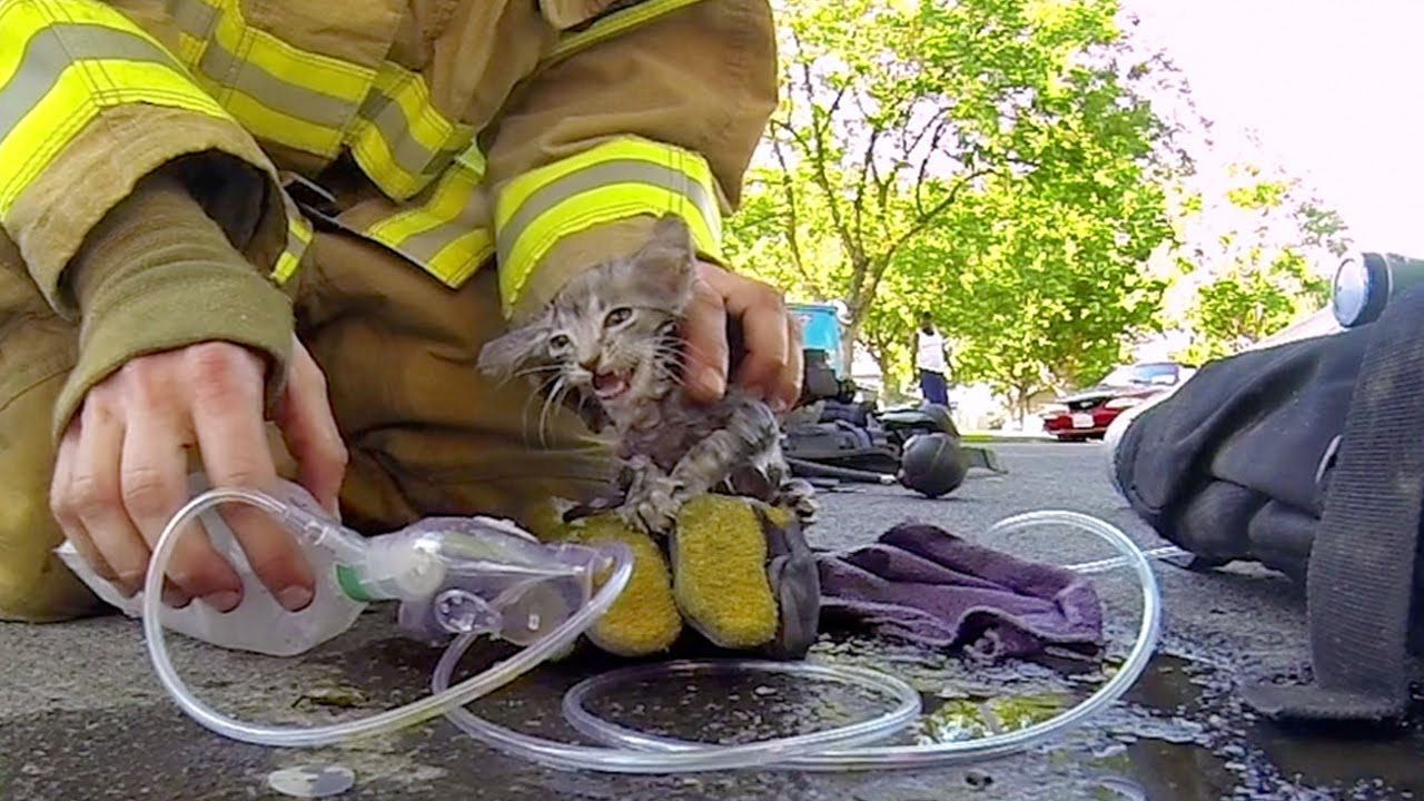 Fireman Saves Kitten