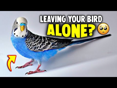 Never Do THIS When You Leave Your Bird ALONE