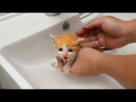 Funniest Cats and Dogs 🐱🐶 part 35