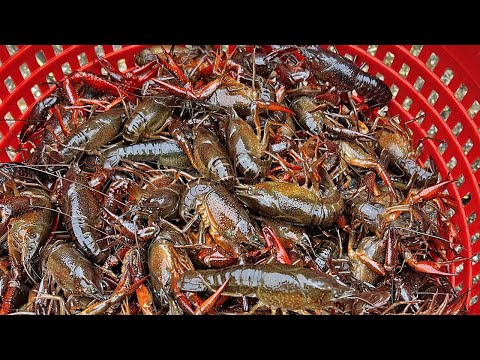 The CRAWFISH TRAPS Were So FULL! (Catch and Cook Crawfish Etouffe)
