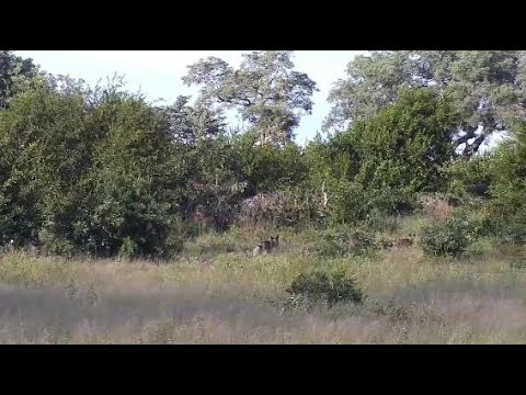 Djuma: Two Wild Dogs cross wall and open area - 07:38 - 04/24/20