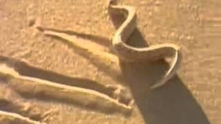 Dr Gung Prescribes. Desert Snake !