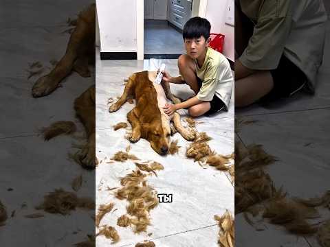 Мама была в шоке, увидев половинчатую стрижку Микки! 🐶✂️😱