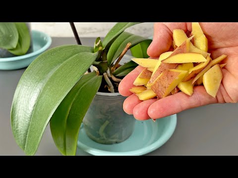 Strö bara en gång! Och svaga orkidéer blommar bra året runt!