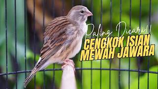 Download lagu CENGKOK ISIAN SUPER MEWAH FAVORITE! MASTERAN KENARI ISIAN BLACKTHROAT GACOR SUARA JERNIH MERDU mp3 Download lagu CENGKOK ISIAN SUPER MEWAH FAVORITE! MASTERAN KENARI ISIAN BLACKTHROAT GACOR SUARA JERNIH MERDU mp3