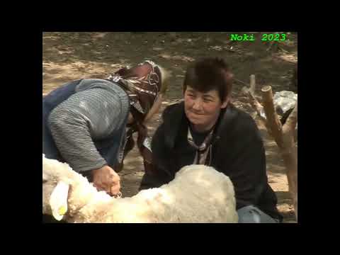 Bačija -IZVOR POGARE - Zlot 14.5.2009.