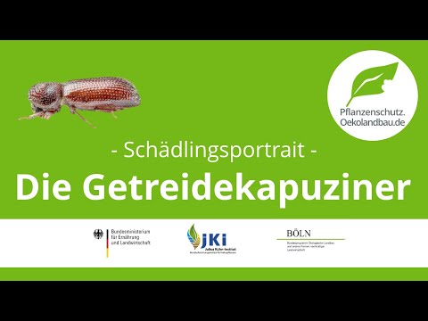 Der Getreidekapuziner - pflanzenschutz.oekolandbau.de - Schädlingsportrait