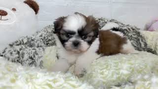 シーズーの動画01