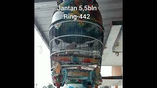 Download lagu Perkutut Bangkok Berirama mp3