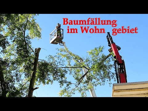 Baumfällung im Wohngebiet - so geht's