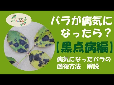 黒斑点バラ病を治療および予防することはできますか?  庭園