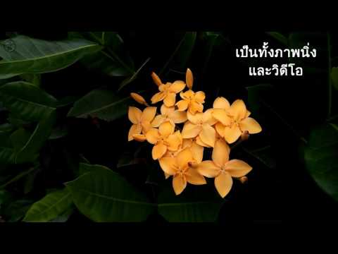 คลิกเพื่อดูคลิปวิดีโอ