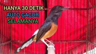 Download lagu AMPUH...!! suara murai batu betina untuk terapi Hanya 30 detik saja semua murai auto gacor selamanya mp3 Download lagu AMPUH...!! suara murai batu betina untuk terapi Hanya 30 detik saja semua murai auto gacor selamanya mp3