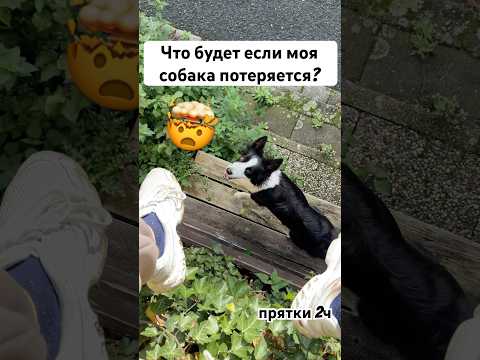 Что будет если моя собака потеряется? Прятки 2! #собака #хатико #окки #бордерколли #прятки #грустно