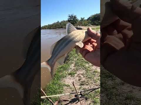 Este lugar CAMBIO TOTALMENTE!! LOS GOMEZ PESCA Y COCINA #pesca #fishing #fish #tucuman #argentina