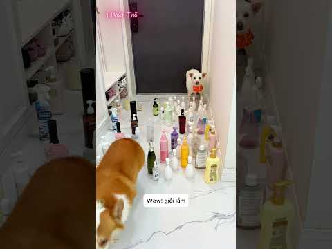 Thử thách Chó Mèo đi không chạm được quà #shorts