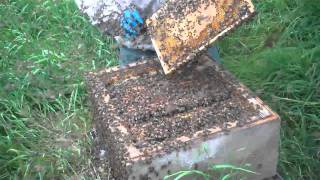Meeting with Angus Nicol, Shetland beekeeper, Lerwick July 2011 #3