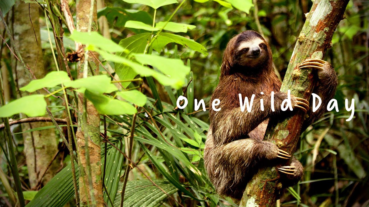 One Wild Day | Knowledge Network