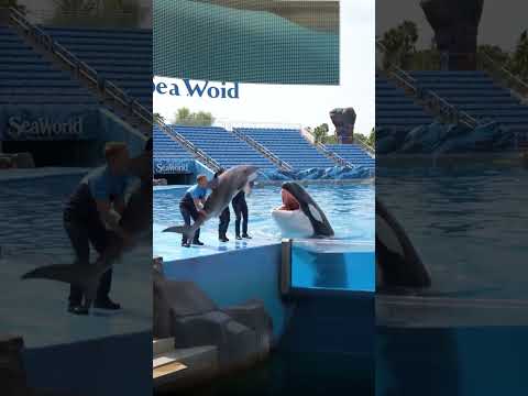 Killer Whale Eats SHARK!