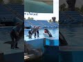 Killer Whale Eats SHARK
