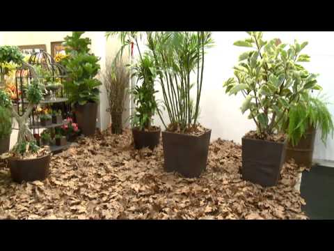 Mulher.com - ENFLOR 2015