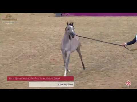 N 24 LAYALI AL NASSER   10th Qatar International Arabian Peninsula Horse Show 2020   Yearling Fillie