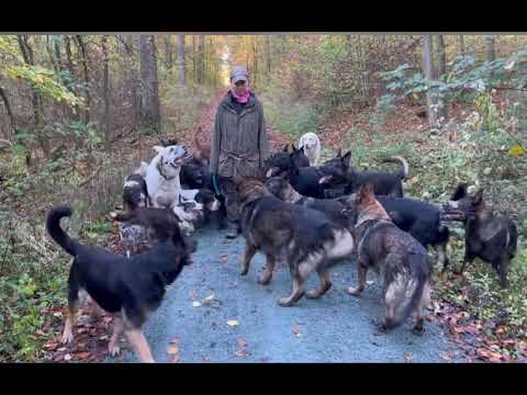 Training mit 36 Hunden, verschiedene hilfreiche Übungen. Hundemeute Katrin Scholz