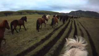 preview picture of video 'Icelandic Horses Landmannaleið 3'