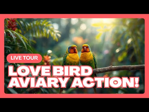 Fischer’s & Peach-Faced Lovebirds | My Colourful Aviary Setup: 1:57 Minutes