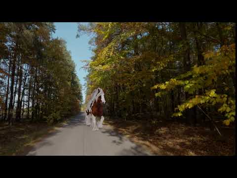 3D CGI ANIMATED HORSE