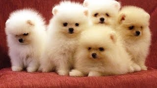 Il cane perfetto per ogni segno zodiacale