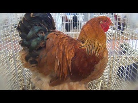, title : 'Poules et Coqs Géants- Giant Chickens - Riesenhühner - الدجاج العملاقة'