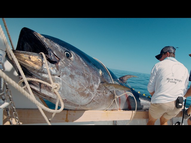 MASSIVE 10ft Tuna... We Broke a Record! (Commercial Bluefin Tuna Fishing) SDDEFAULT Thumbnail
